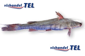 Sea catfish.jpg Sea catfish.jpg